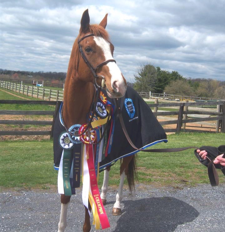 Three years since her rescue from the slaughter pipeline, Brightly Shining continues to win ribbons and championships.