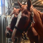 Cool Checkers, front, and Nature’s Fancy were spotted at New Holland by CANTER Mid Atlantic’s Allie Conrad. She took their pictures, posted them to Facebook, and the horses were purchased by Foxie G Foundation from the meat buyer who had them. Photo by Allie Conrad