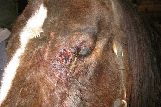 Her eyes were swollen shut from blunt trauma sustained en route to the slaughterhouse.