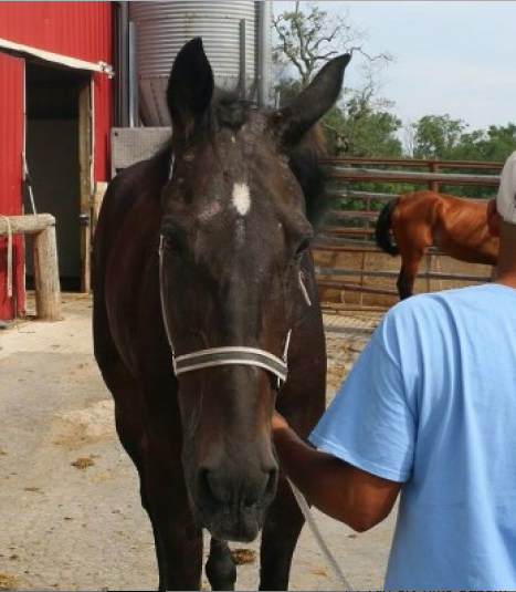 Rescued Standardbreds have been brought to safety and will remain in quarantine in New Jersey for now.