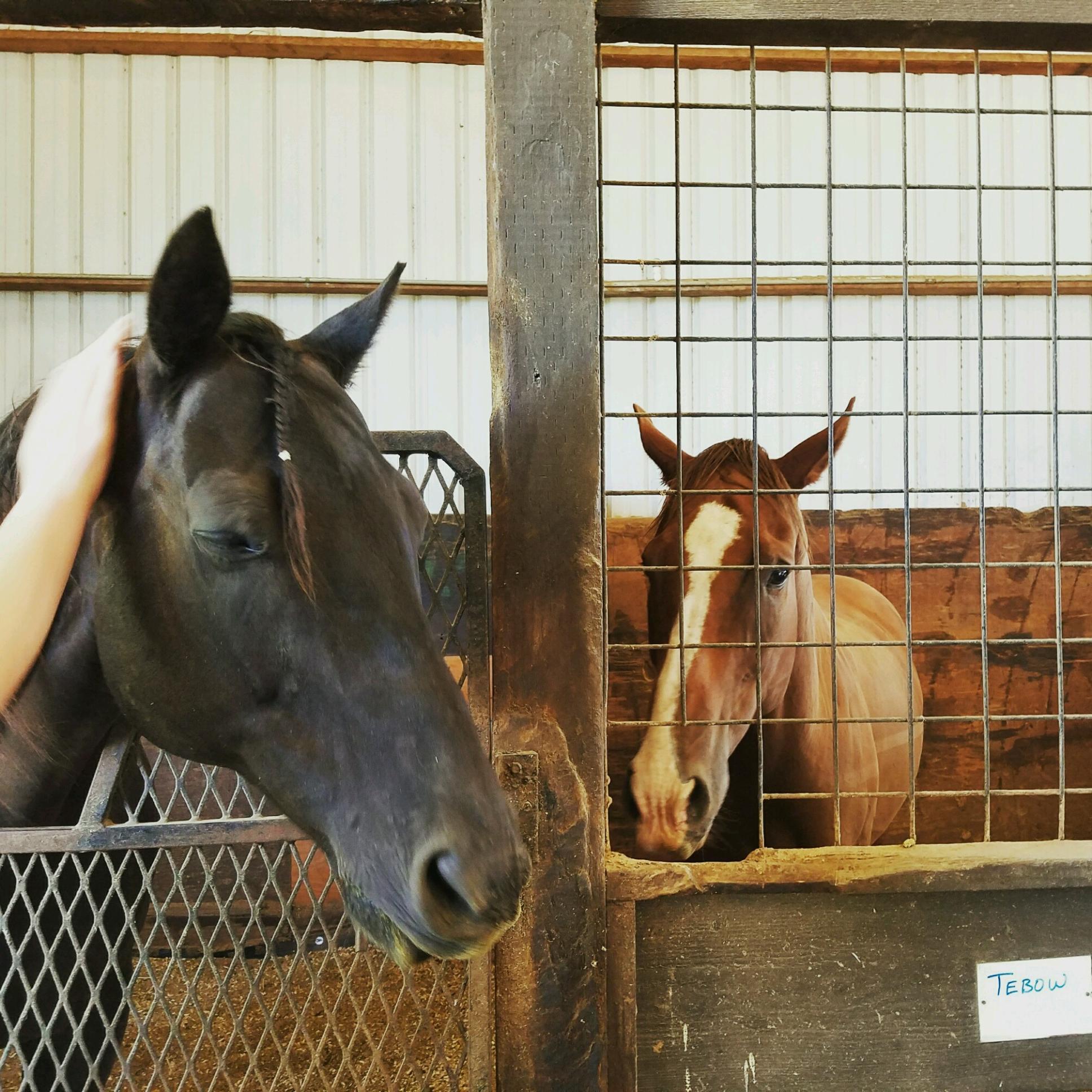 Ahhhh, roomy. Two Thoroughbreds from Healing Arenas in California moved into a bigger barn this week. The move comes as demand for wonderfully talented OTTBs grows.