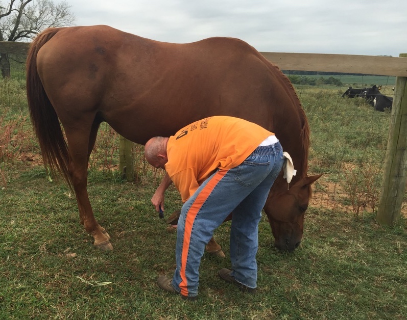 William, an inmate participating in the Thoroughbred Retirement Foundation's Second Chances program for horses and inmates has found comfort working with Ollie. Photo by Officer Shane Clarke