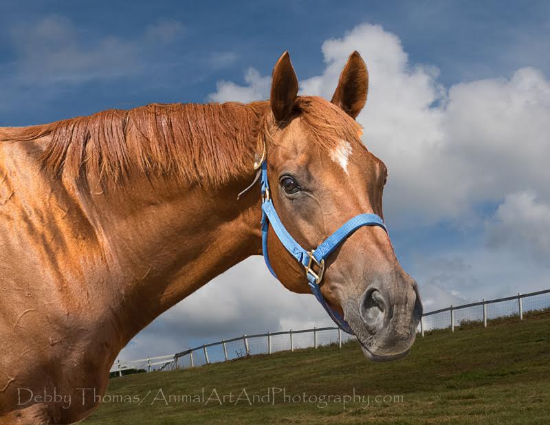 Ollie now enjoys retirement life at the Thoroughbred Retirement Foundation. Photo by Debby Thomas