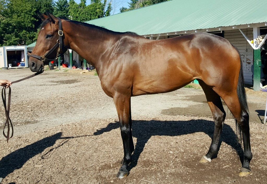 Run a Dubb Dubb had just finished training at Saratoga when he was reunited with his original breeder last month.