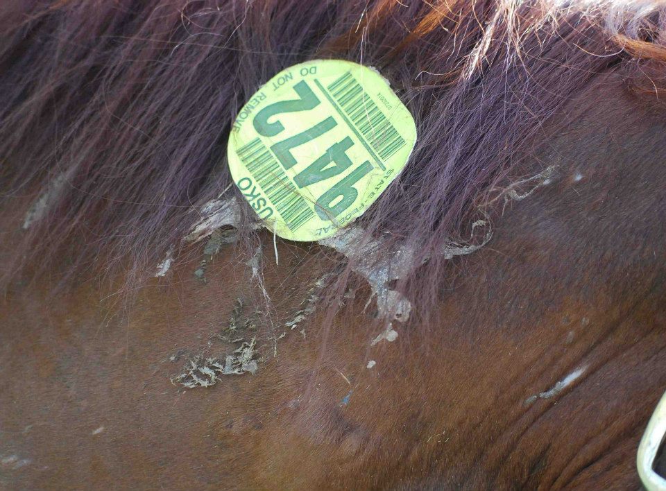 After removing this meat sticker, the MidAtlantic Horse Rescue plans to reveal the show horse beneath.