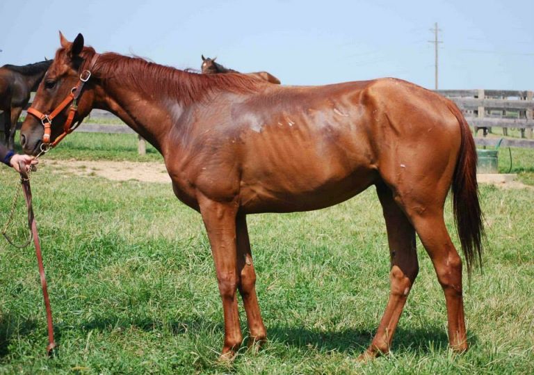 A ‘miracle’ he got out of Bastrop, La. kill pen