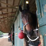 A racehorse at Delaware Park is distracted from his Jolly Ball. Next weekend, the track will be hopping as fellow racehorses are sold in a Showcase to prospective buyers.