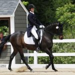 Real Gentleman raced 41 times before he began training at Dressage four-and-a-half years ago. Photo by Susan Correia