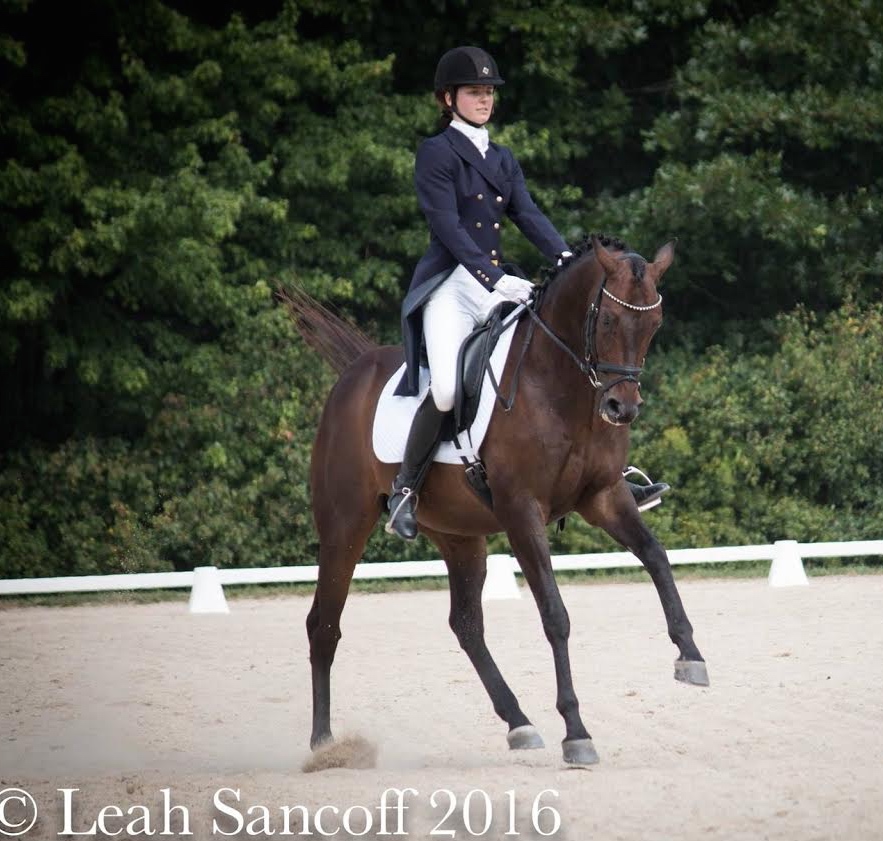 Real Gentleman raced 41 times before he began training at Dressage four-and-a-half years ago. Photo by Leah Sancoff