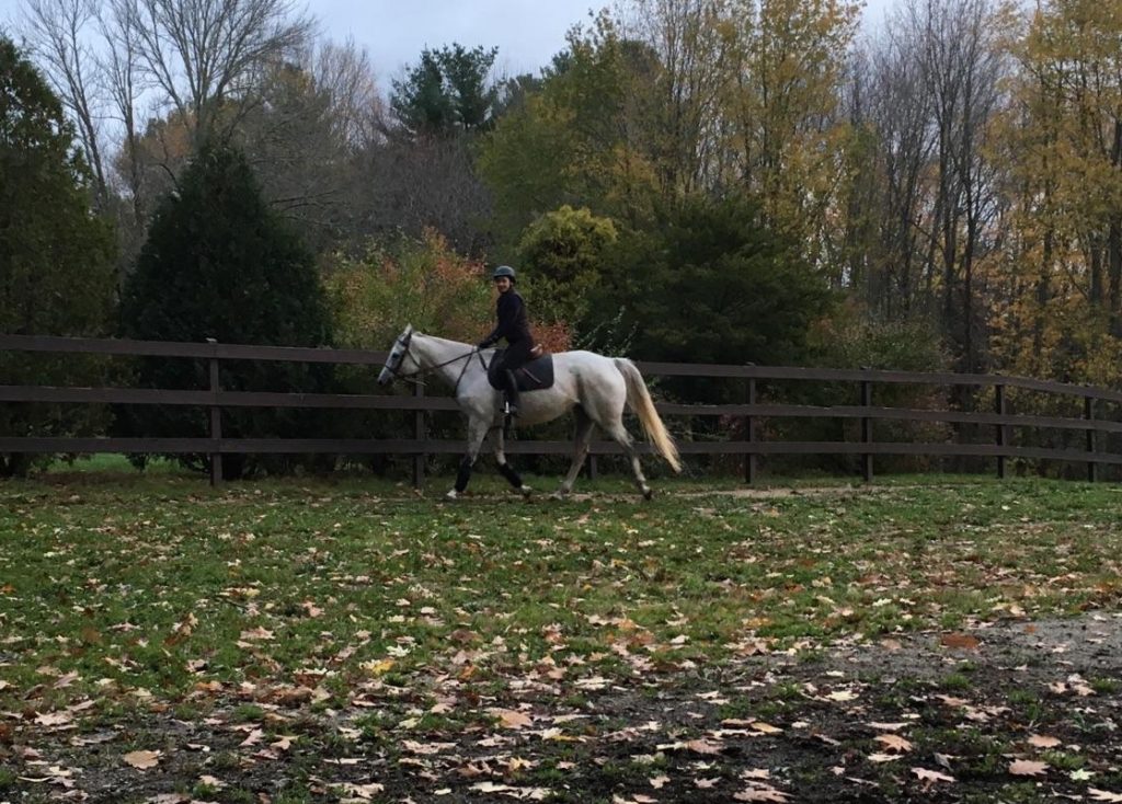 Silver and Smoke has started to train under saddle for a possible show career. She's building up her fitness in 20-minute workouts, and is ridden by Brooks Chernisky.