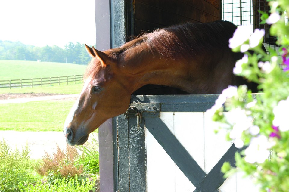 An OTTB enjoys the day at the Foxie G Foundation. Foxie G was recently accredited by the TAA.
