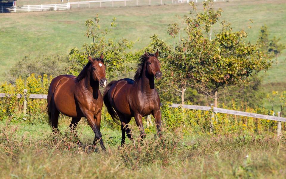 Horses in the herd of the Thoroughbred Retirement Foundation enjoy a romp at the TRF's James River facility. The TRF was accredited by the TAA last year.