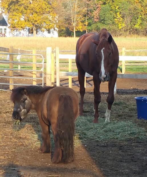 Open Zipper, 10, was heavily pregnant when she was bought back from a meat buyer. The crippled mare gave birth to Faith five months ago, and now spends her days hanging out with Midnight the mini.