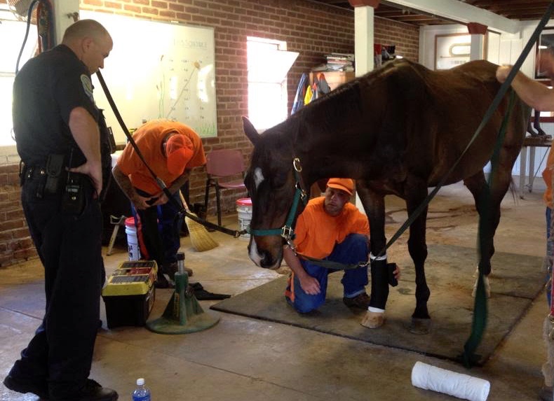 Clarke and inmates see to the care of one of 28 racehorses retired at the Thoroughbred Retirement Foundation's James River location.