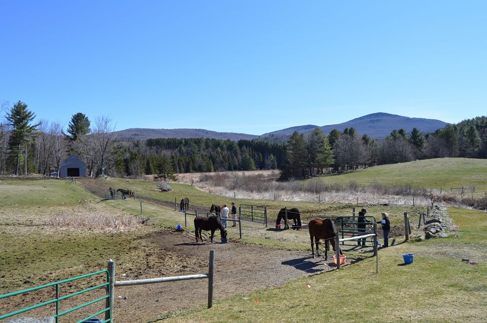 The TRF herd in Vermont enjoys a little lunch.